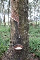 Rubber trees in rubber plantation. Rubber latex extracted from rubber tree in bowl. photo