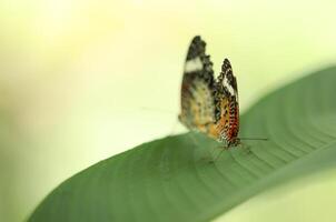 Butterflies breeding on green leaves with blurred background. photo