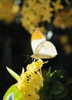 Yellow butterfly with orange colored wings on yellow flowers photo