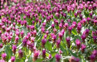 Pink Siam tulip flower field in the park photo