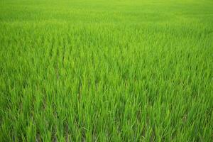 Green paddy field at countryside in Nan province, northern of Thailand. photo