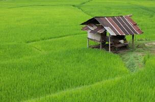 Top view of terrace rice field with old hut at Nan province, Thaoland. photo