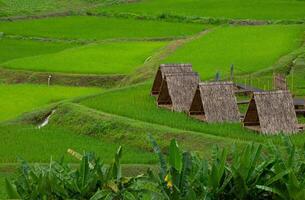 Top view of thatched roof huts near rice field at Nan province, Thaoland. photo