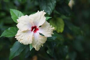 Yellow hibiscus with green leaves background photo