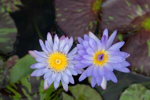 parte superior ver de dos Violeta tropical lirio de agua foto