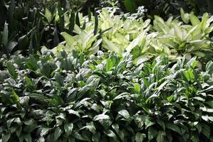 Green tropical foliage plant. Green leaves background. photo