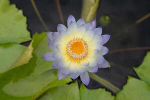 Top view of yellow-violet tropical waterlily photo