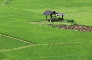 Top view of terrace rice field with old hut at Nan province, Thaoland photo