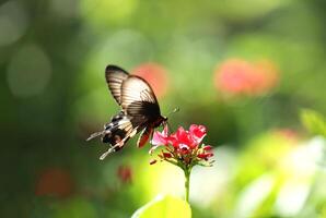 papilio iswara, genial helena hermosa negro mariposa en rojo flores con verde borroso antecedentes. foto
