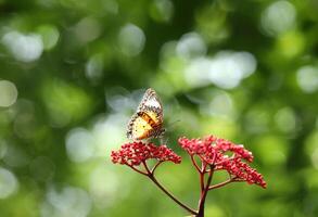 leopardo Lacewing mariposa en rojo flor con verde bokeh antecedentes foto