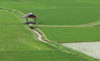 Top view of terrace rice field with old hut at Nan province, Thaoland. photo