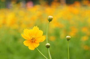 Yellow cosmos flower with yellow flower field in background photo