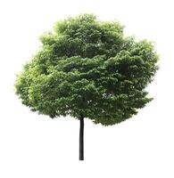 Green tree isolated on white background photo