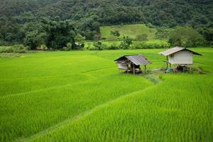 Top view of terrace rice field with old hut at Nan province, Thaoland. photo