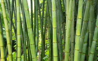 Green bamboo tree background. Bamboo tree trunk. photo