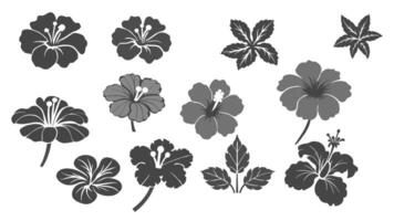 Hibiscus Flowers Silhouette in Different Angles vector