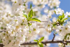 cherry tree blossom photo