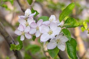 manzana flores florecer foto