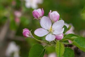 manzana flores florecer foto