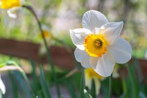 daffodils flowers close-up photo