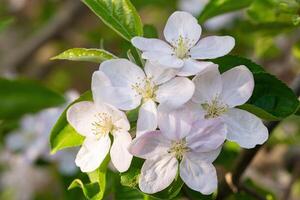 manzana flores florecer foto