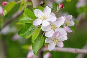 manzana flores florecer foto