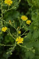 Lettuce blooms in the garden photo