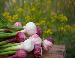 Fresh garlic, harvested directly from the garden, is a natural product photo