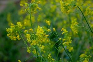 nabo flores, nabos son extensamente usado para sano comiendo foto