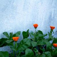 Orange flowers bloom against a white wall photo