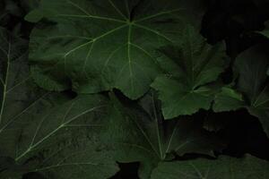 Photo background of plant leaves, for use in graphic design