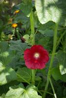 A red flower blooms in the garden, conveying beauty photo