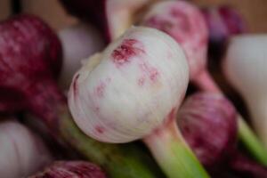 Fresh garlic, harvested directly from the garden, is a natural product photo