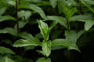 Mint grows in the garden in spring in April, for making mint tea photo