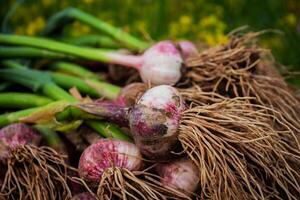 Fresh garlic, harvested directly from the garden, is a natural product photo