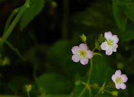 White flowers bloom on a green background, with space for text photo