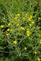 Lettuce blooms in the garden photo