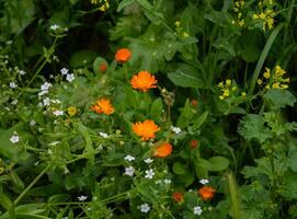 There are different flowers blooming in the garden photo