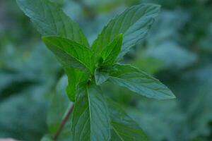 Mint grows in the garden in spring in April photo