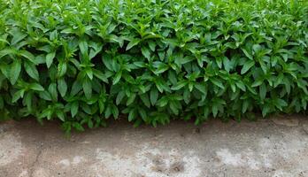 menta crece en el jardín en primavera en abril foto