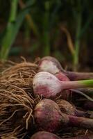 Fresh garlic, harvested directly from the garden, is a natural product photo