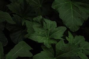 Photo background of plant leaves, for use in graphic design