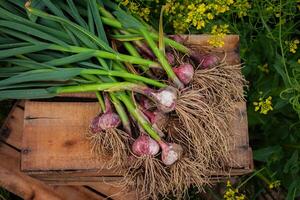 Fresh garlic, harvested directly from the garden, is a natural product photo