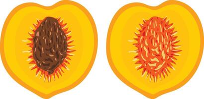 Peach slice with and without seeds vector