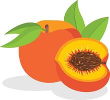 Fresh peach whole and cut in half vector