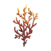 Watercolor illustration of a branch of red sea coral. Isolated object on a white background. For the design and decoration of postcards, posters, prints, banners vector