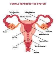 The Reproductive System of Human vector