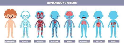 Drawing Of Human Body Systems vector