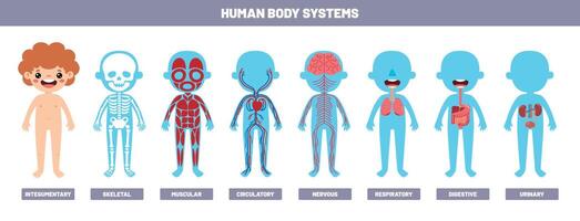 dibujo de humano cuerpo sistemas vector