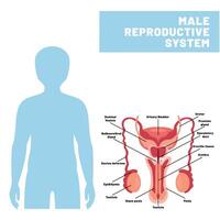 el reproductivo sistema de humano vector